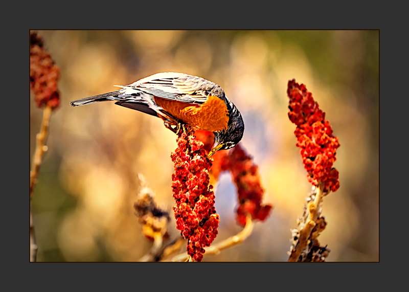 American Robin nibbling a Sumac- 01